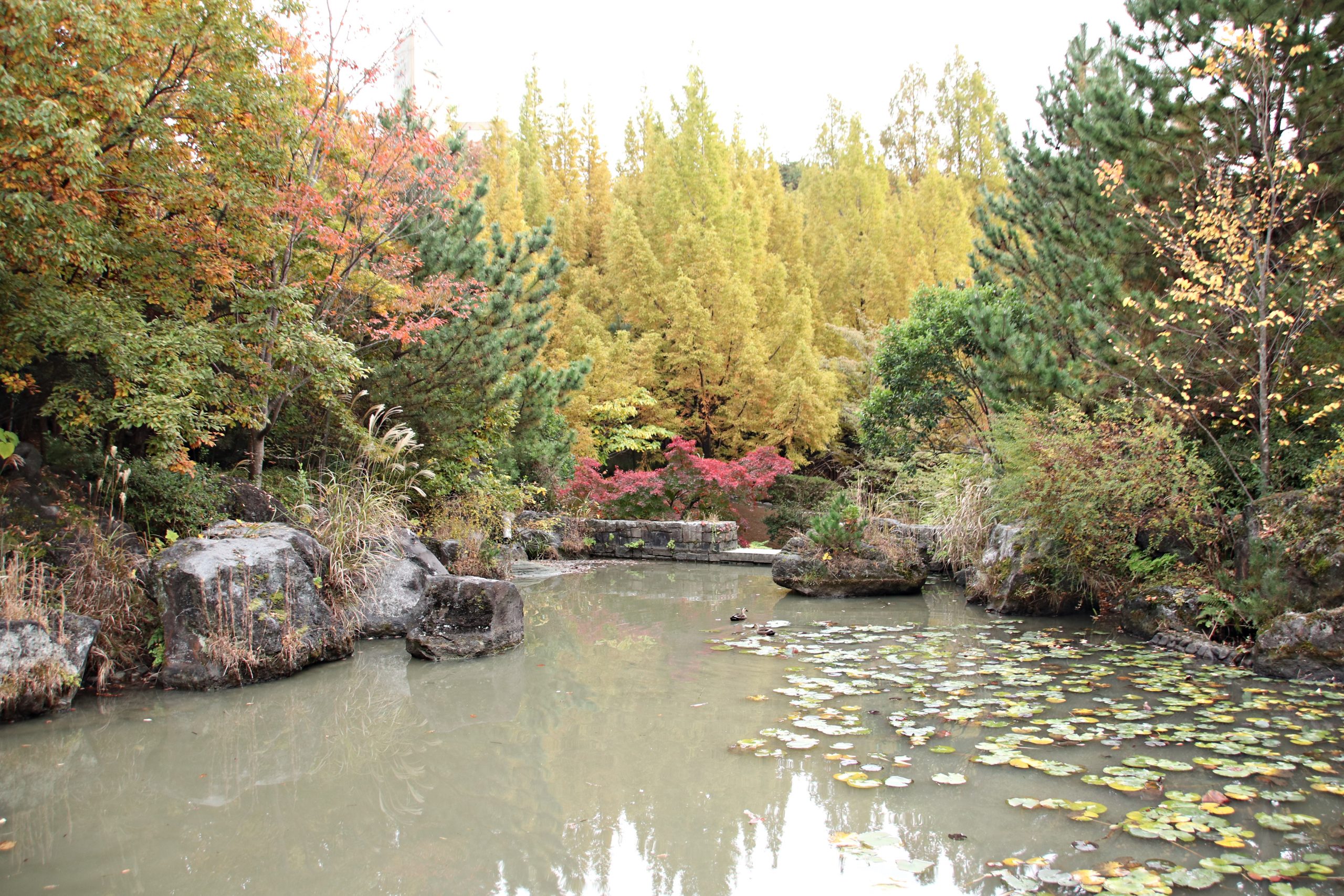 ジュンサイの池公園の紅葉